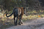Bengaltiger (Panthera tigris tigris), Bengal tigress female