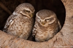 Brahma-Kauz (Athene brama), Spotted owlet