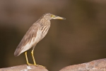 Paddyreiher (Ardeola grayii), Indian pond heron