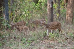 Axishirsche (Axis axis), Spotted Deer