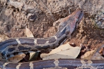 Tigerpython (Python molurus), Burmese Python