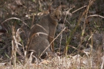Rohrkatze (Felis chaus), jungle cat