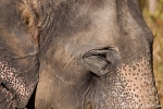 Asiatischer Elefant (Elephas maximus), Asian Elephant