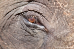 Asiatischer Elefant (Elephas maximus), Asian Elephant