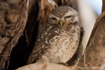 Brahma-Kauz (Athene brama), Spotted owlet
