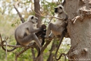 Hanuman Languren(Semnopithecus entellus)