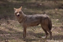 Goldschakal (Canis aureus), Jackal