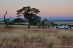 Kgalagadi Transfrontier Park - Mabuasehube Section