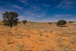 Kgalagadi Transfrontier Park