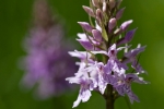 Fuchs-Knabenkraut (Dactylorhiza fuchsii)