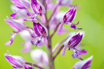 Helm-Knabenkraut (Orchis militaris)