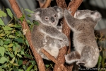 Zwei junge Koalas (Phascolarctos cinereus) - Billabong & Koala Wildlife Park