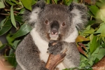 Koala (Phascolarctos cinereus) - Billabong & Koala Wildlife Park