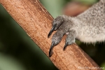 Ganz schön scharfe Krallen - Koala (Phascolarctos cinereus) - Billabong & Koala Wildlife Park