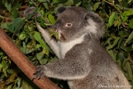 Wenn sie nicht schlafen, fressen sie - Koala (Phascolarctos cinereus) - Billabong & Koala Wildlife Park