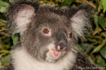 He, jetzt reicht es! - Koala (Phascolarctos cinereus) - Billabong & Koala Wildlife Park