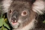 Koala (Phascolarctos cinereus) - Billabong & Koala Wildlife Park