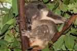 Schlafmütze - Koala (Phascolarctos cinereus) - Billabong & Koala Wildlife Park