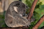 Ob sie manchmal herunter fallen? - Koala (Phascolarctos cinereus) - Billabong & Koala Wildlife Park