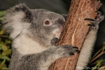 Die Krallen sind wie Steigeisen - Koala (Phascolarctos cinereus)