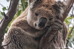 Als würde er lächeln - Koala (Phascolarctos cinereus)