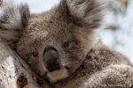 Junger Koala (Phascolarctos cinereus)