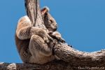 Manche tragen sogar Ohrschmuck - Koala (Phascolarctos cinereus)