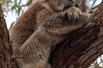 Gemütlich im Lieblingsbaum abhängen - Koala (Phascolarctos cinereus)