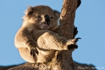 Erstaunlich, dass sie nicht herunter kullern - Koala (Phascolarctos cinereus)