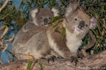Koala (Phascolarctos cinereus) - Mutter mit ihrem Nachwuchs