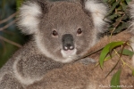 Neugieriger Koala - (Phascolarctos cinereus)