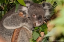 Wer stört hier? - Koala (Phascolarctos cinereus) - Billabong & Koala Wildlife Park