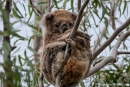 Unser erster Koala (Phascolarctos cinereus) in freier Natur