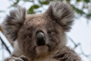 Koala (Phascolarctos cinereus)