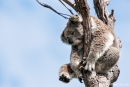 Er lässt sich hängen - Koala (Phascolarctos cinereus)