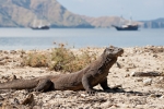 Indonesien - Insel Komodo - Komodo Nationalpark