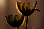 Kuhschelle (Pulsatilla vulgaris)