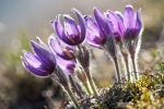 Kuhschelle (Pulsatilla vulgaris)