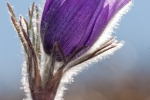 Kuhschelle (Pulsatilla vulgaris)