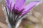 Kuhschelle (Pulsatilla vulgaris)