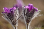 Kuhschelle (Pulsatilla vulgaris)