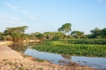 Pantanal