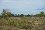 Pantanal