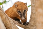 Südamerikanischer Nasenbär (Nasua nasua), South American Coati