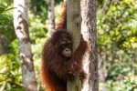 Indonesien - Insel Borneo - Tanjung Puting Nationalpark