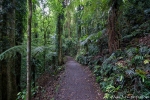 Wanderweg im Regenwald des Dorrigo National Parks
