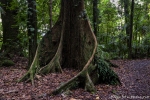 Große Brettwurzeln - Dorrigo National Park