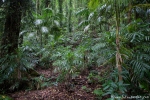 Üppige Regenwaldvegetation im Dorrigo National Park