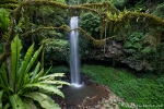 Mitten im Regenwald - Crystal Shower Fall, Dorrigo National Park