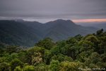 Morgenstimmung über den Wipfeln des Dorrigo NP